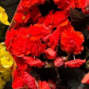 Meet your Posher, Summer